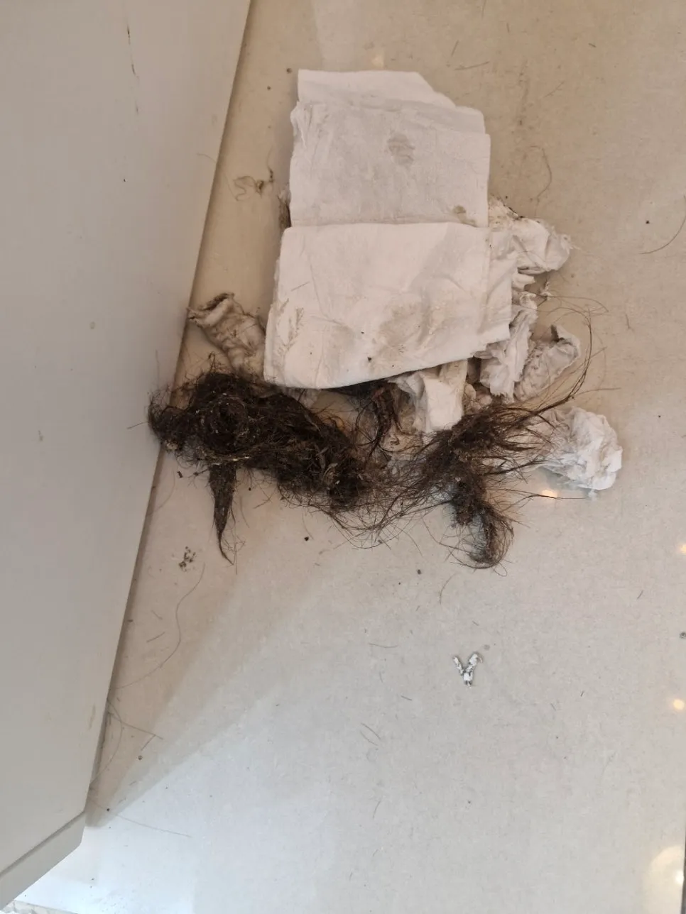 목감동 욕실 배관에서 꺼낸 머리카락과 휴지 뭉치